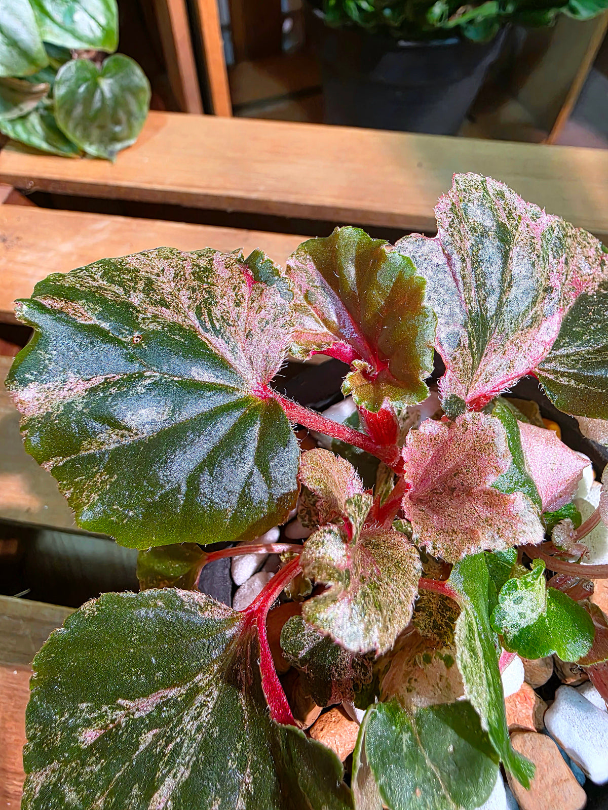 Begonia sp 粉斑貝殼秋海棠
