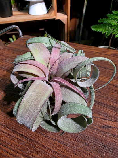 Tillandsia (xerographica x chiapensis orange) x streptophyla 橙卷空氣鳳梨