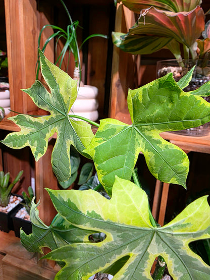Cnidoscolus aconitifolius var. variegata