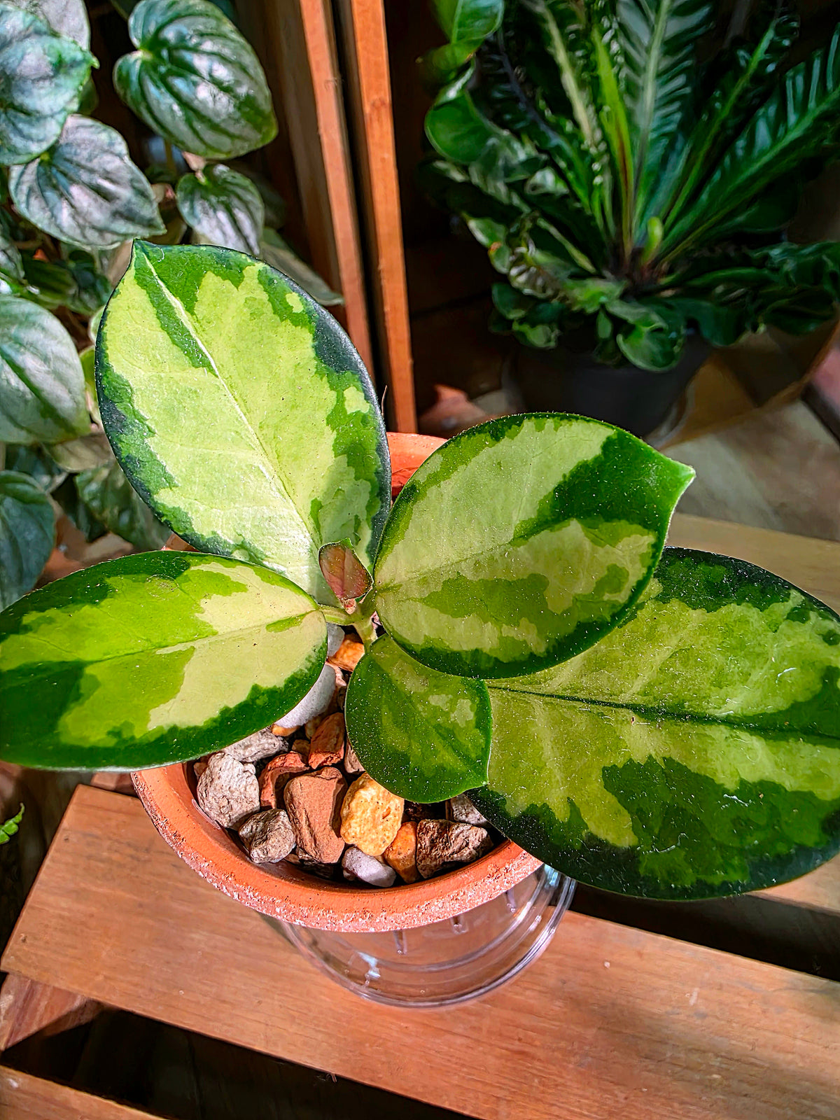 Hoya Australis Lisa