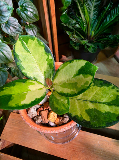 Hoya Australis Lisa
