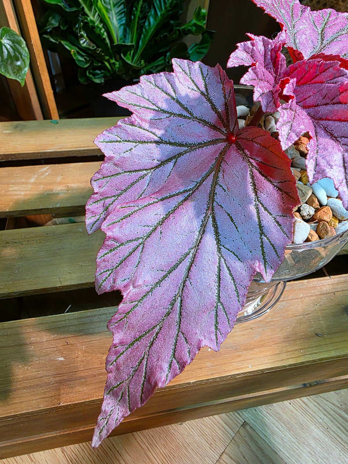 Begonia lamoon 月見櫻秋海棠