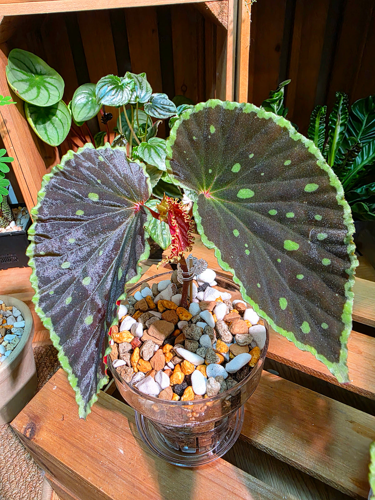 Begonia Darth Vader Green Spots 波點黑武士秋海棠