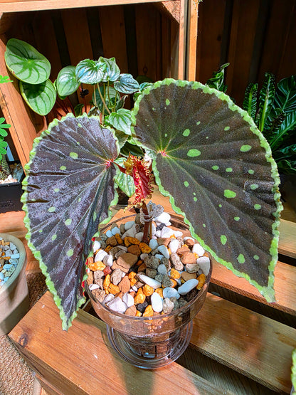 Begonia Darth Vader Green Spots 波點黑武士秋海棠
