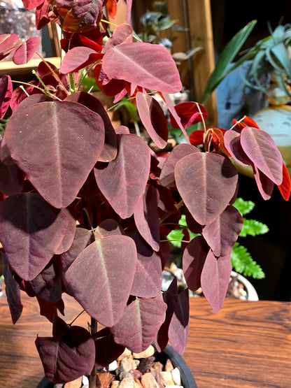 Oxali shedysaroides rubra 小紅楓