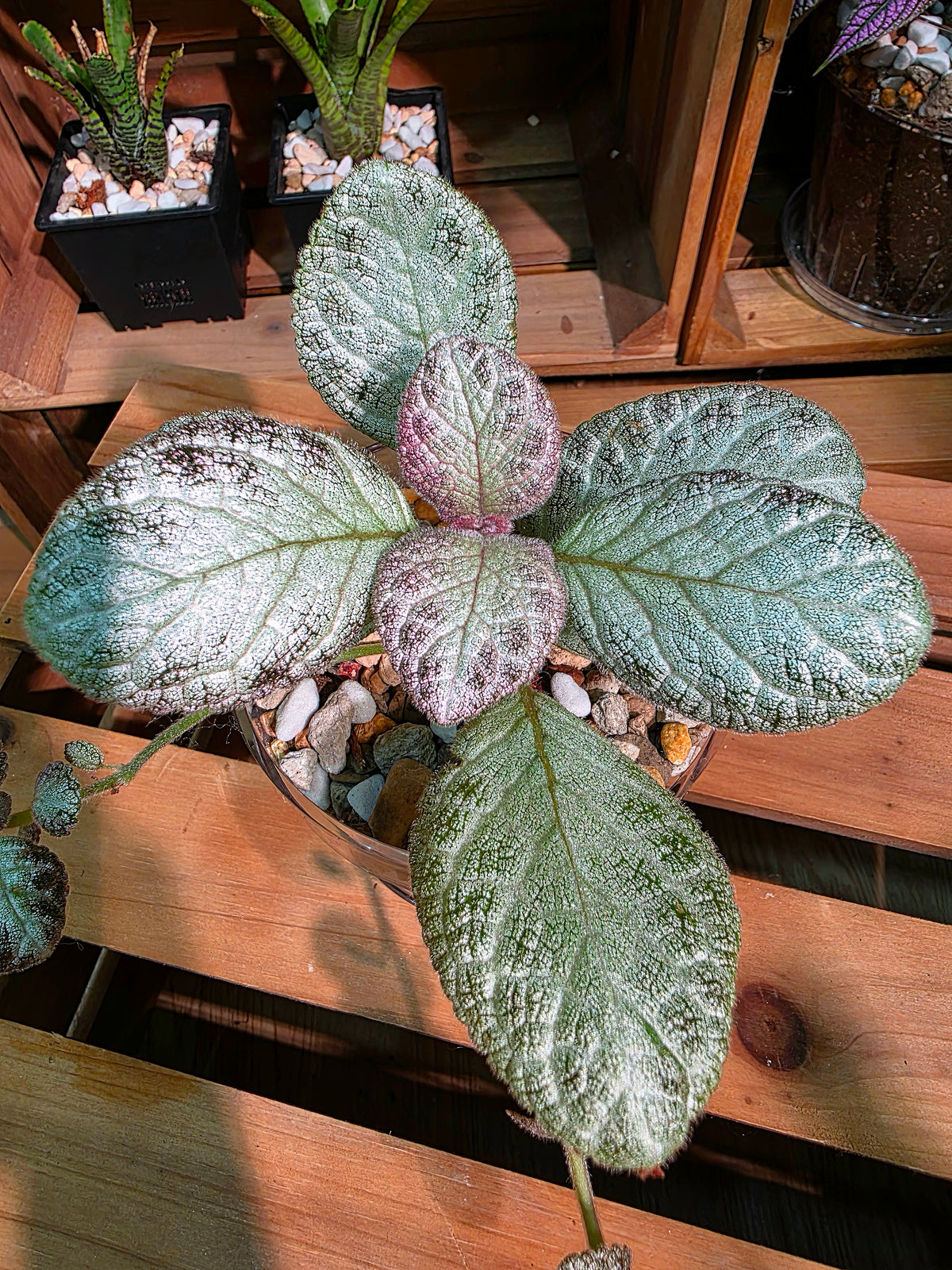 Episcia spp. Silver Tiger