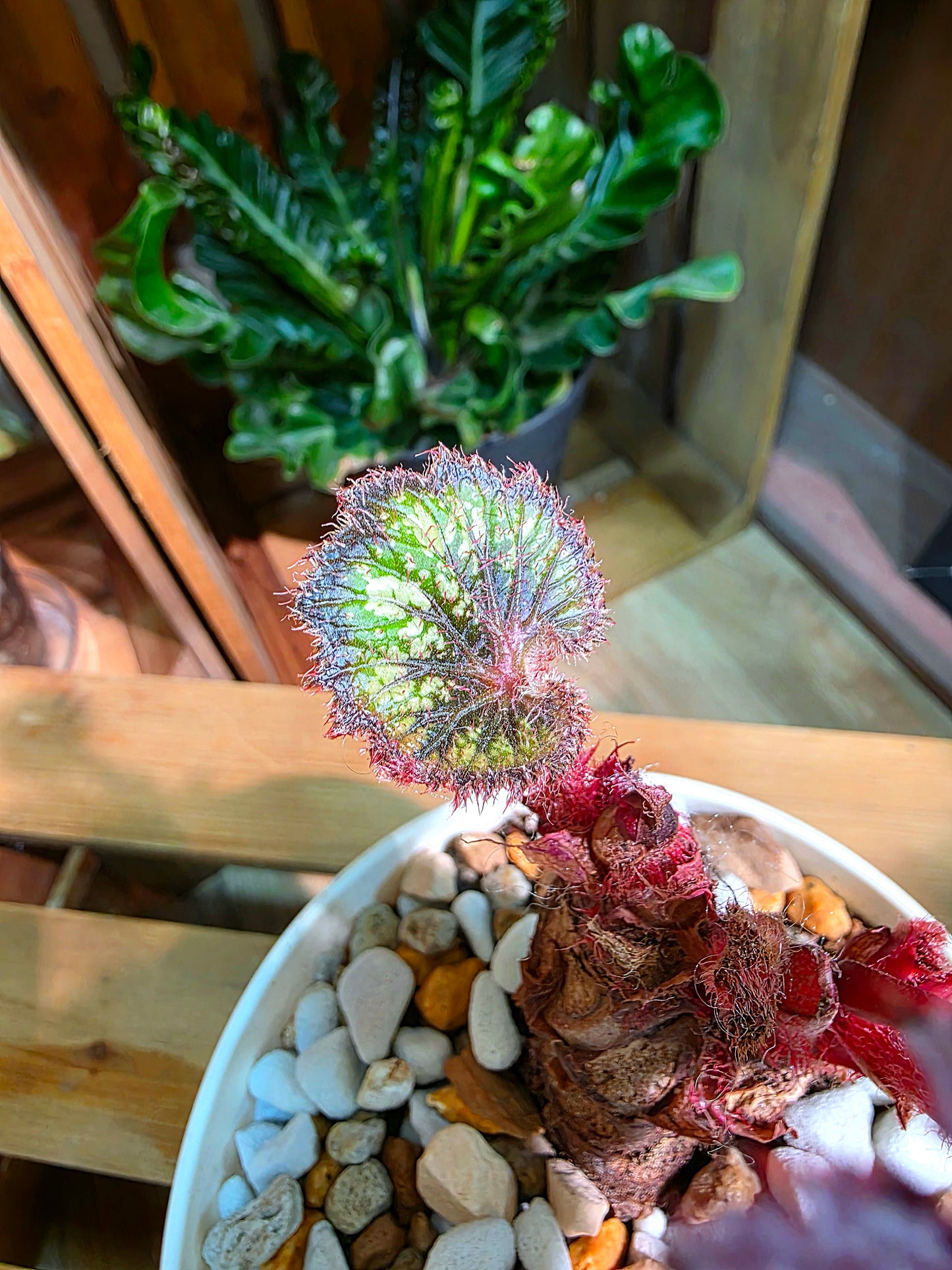Begonia tornado 耶誕嘉年華秋海棠
