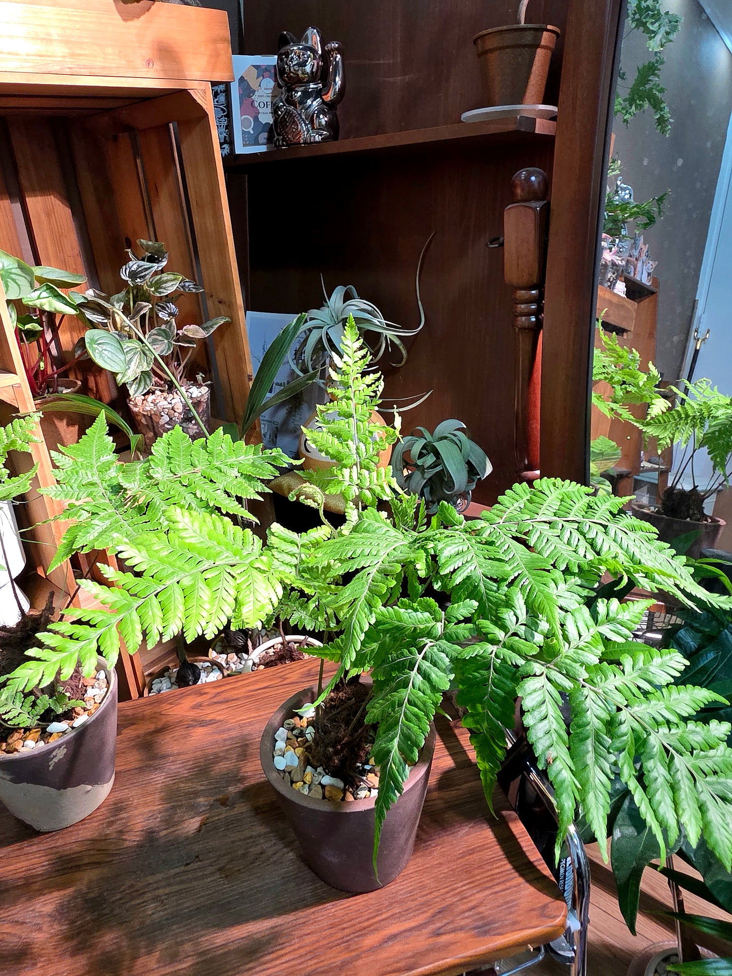 Ctenitis subglandulosa 金毛狗蕨