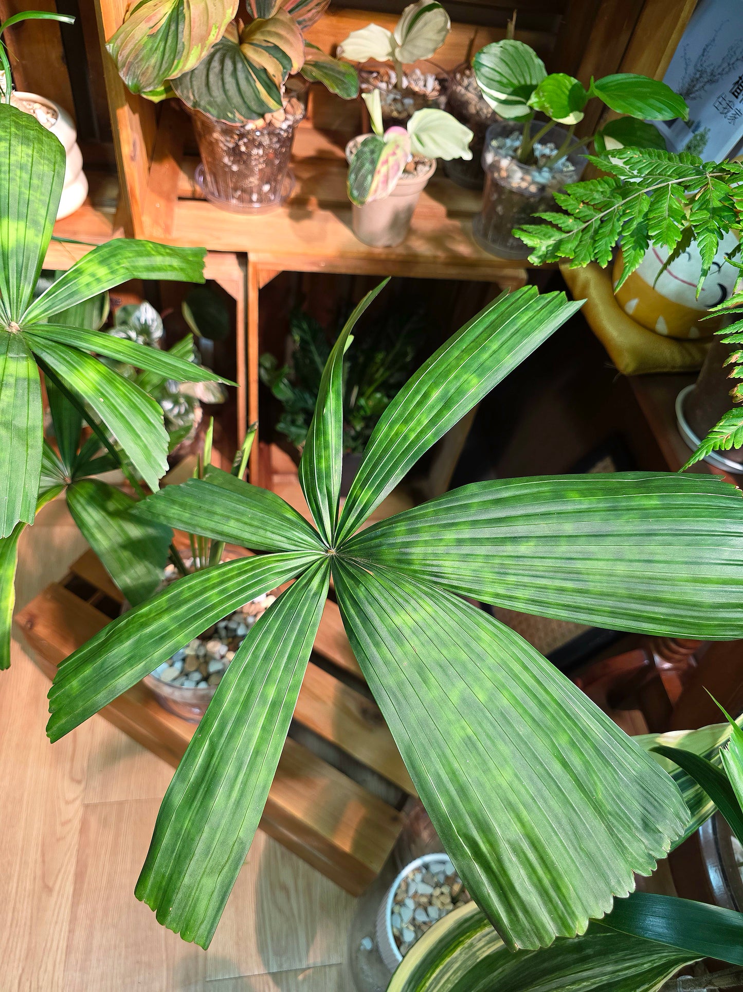 Licuala mattanensis Mapu 花斑刺棕櫚