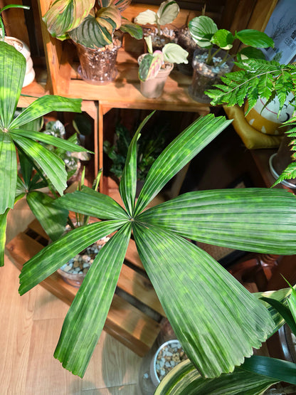 Licuala mattanensis Mapu 花斑刺棕櫚