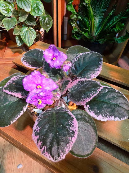 Streptocarpus ionqnthus 非洲紫羅蘭 - 6106