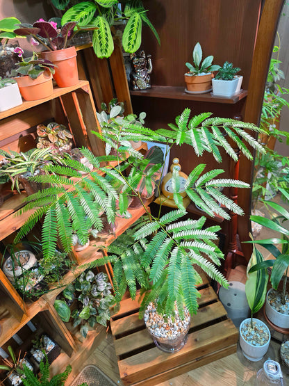 Cojoba arborea (small bean tree)