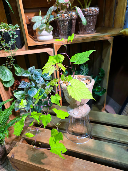 Ampelopsis Humulifolia Bge 金葉蛇葡萄