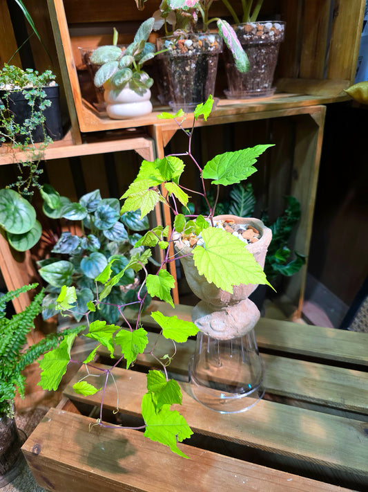 Ampelopsis Humulifolia Bge 金葉蛇葡萄
