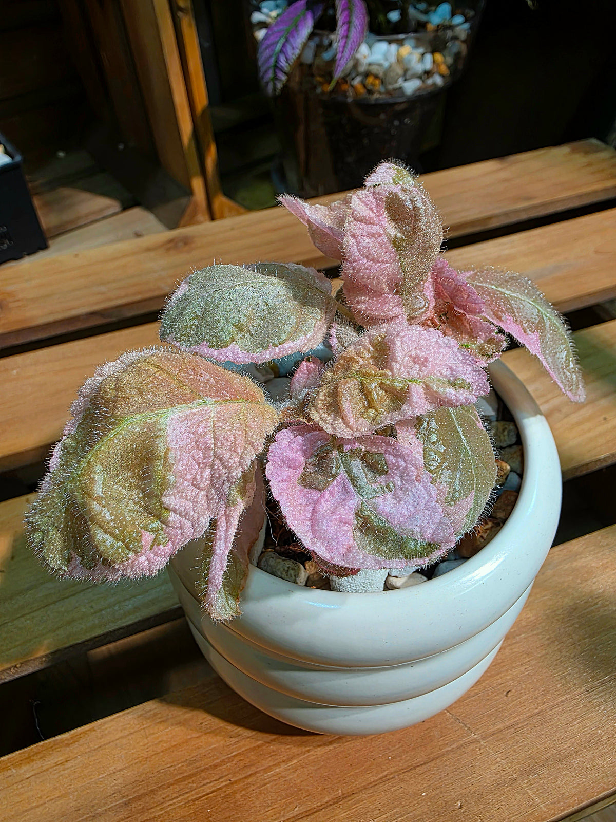 Episcia Pink Smoke