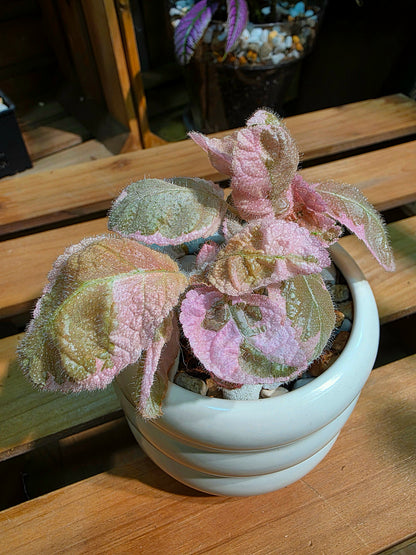 Episcia Pink Smoke