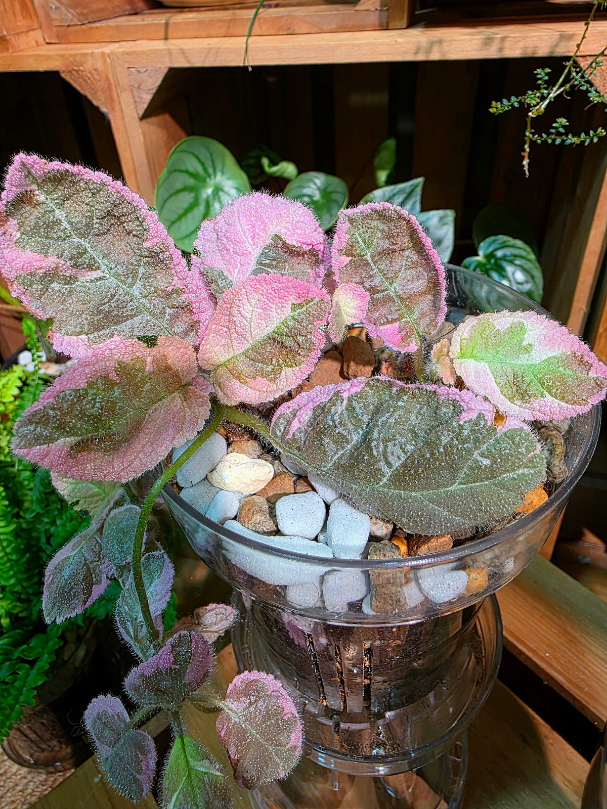 Episcia Pink Smoke