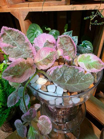 Episcia Pink Smoke