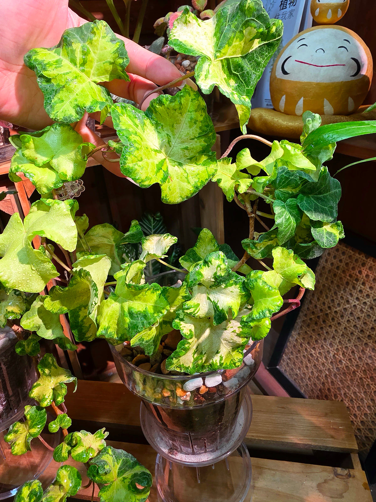 Hedera helix 'Moonlight'