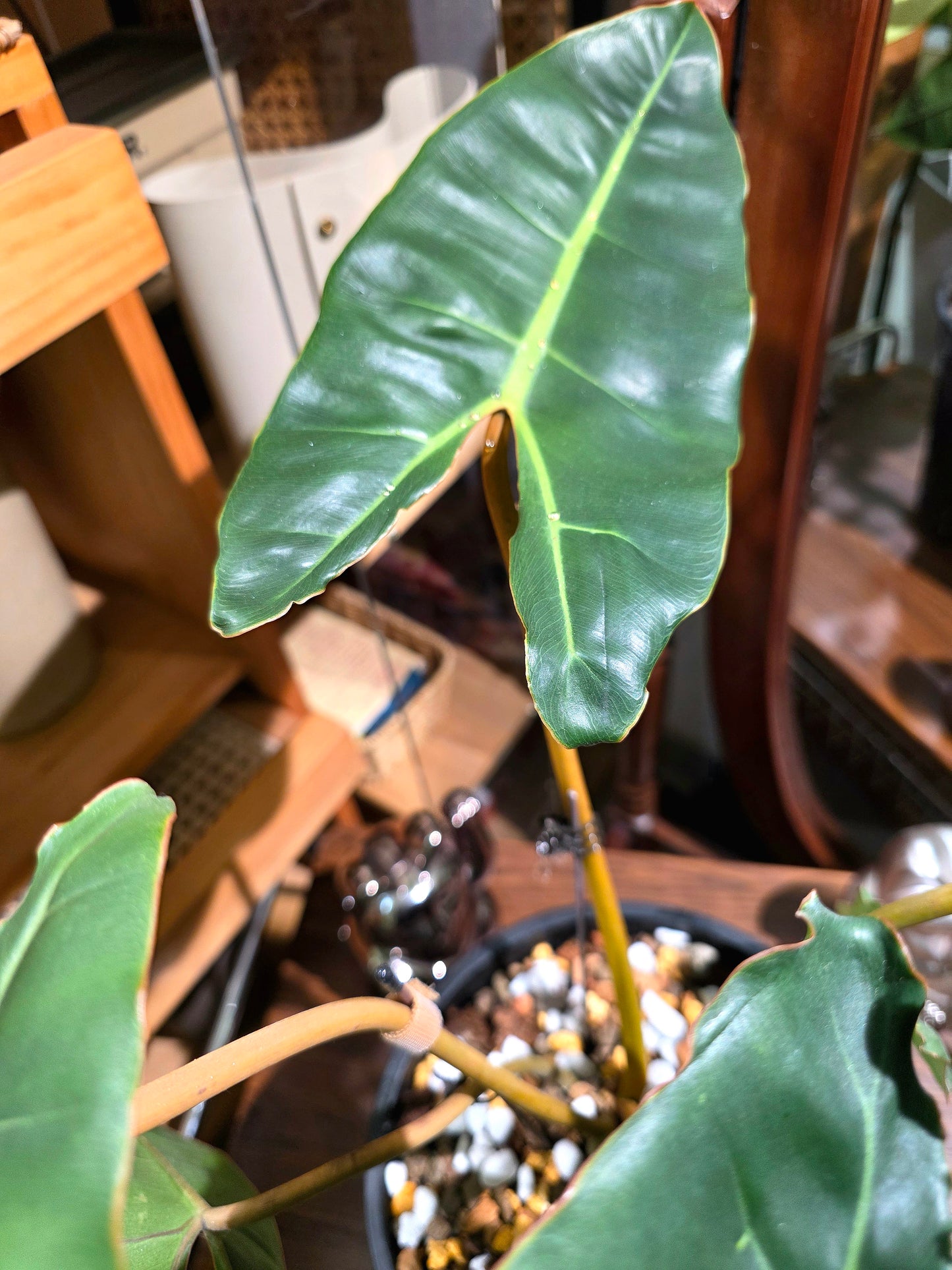 Philodendron billietiae 橙柄蔓綠絨