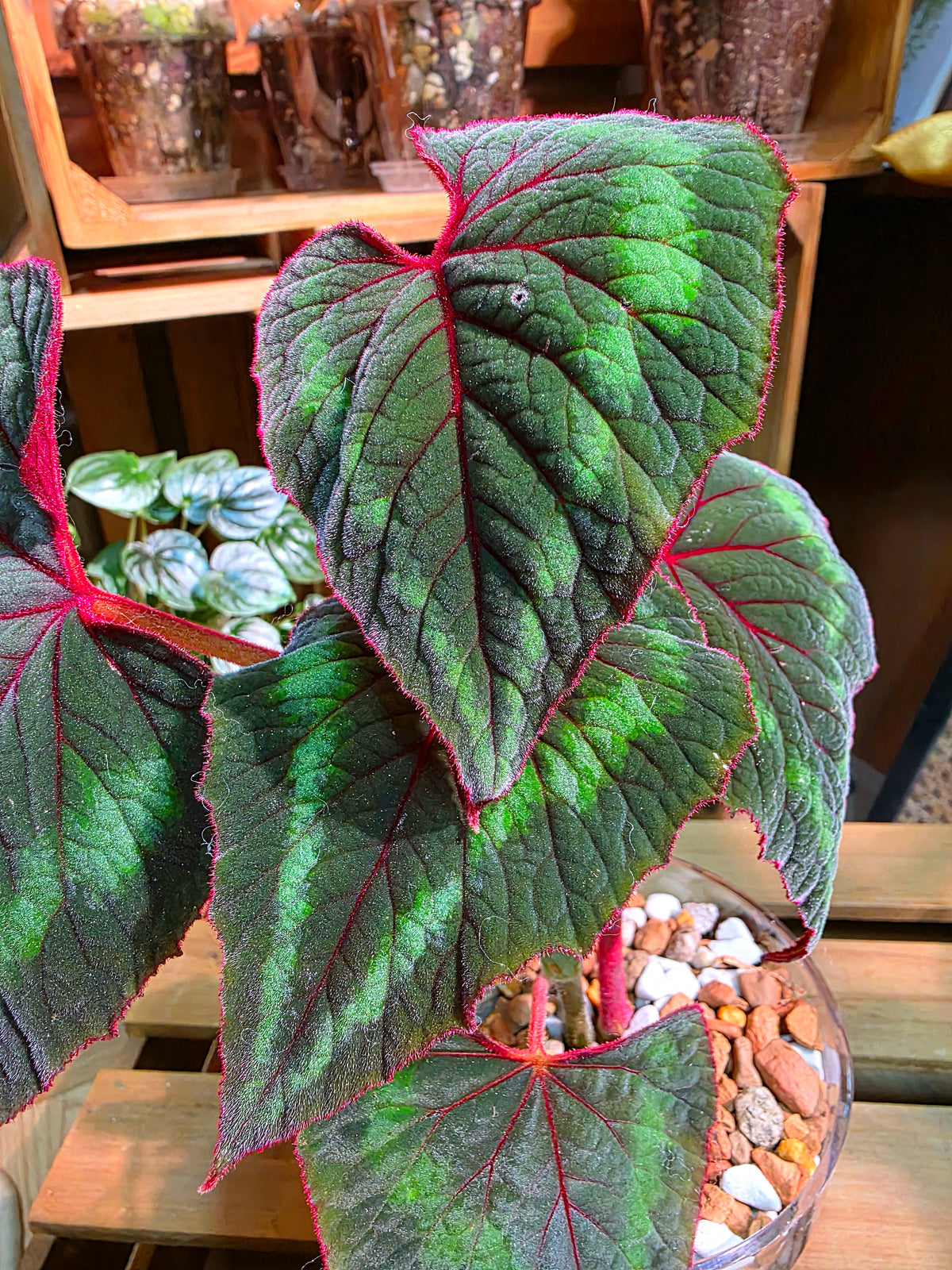 Begonia Cathayana 夢幻竹節秋海棠
