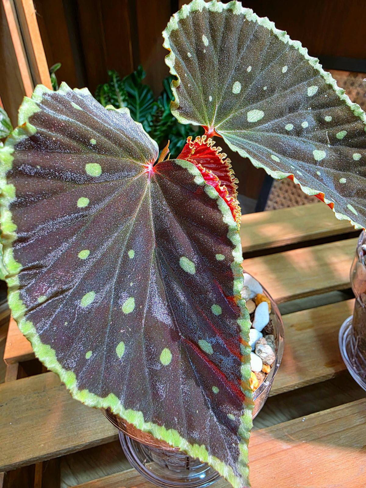 Begonia Darth Vader Green Spots 波點黑武士秋海棠