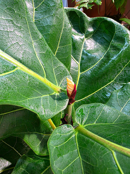 Fiddle-leaf Fig