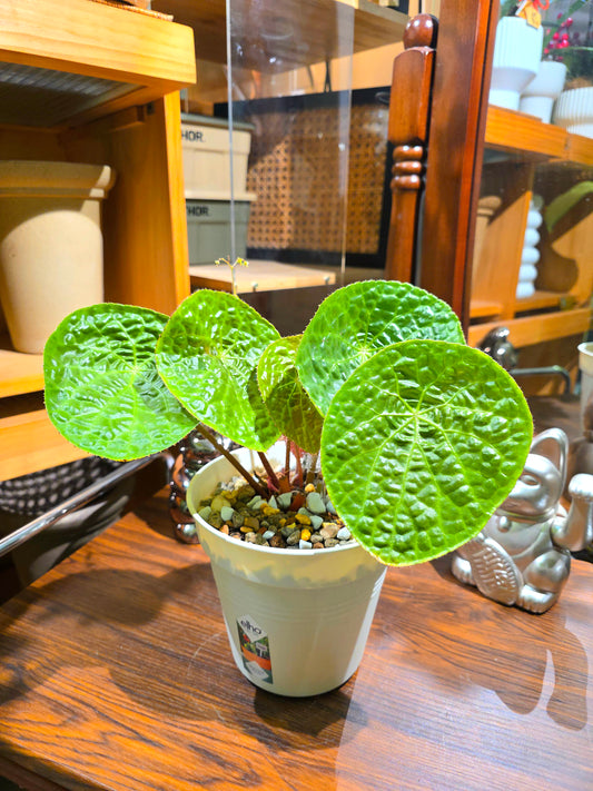 Begonia phutoensis 富壽秋海棠