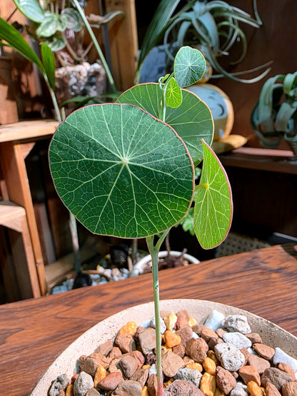 Stephania erecta 圓葉山烏龜