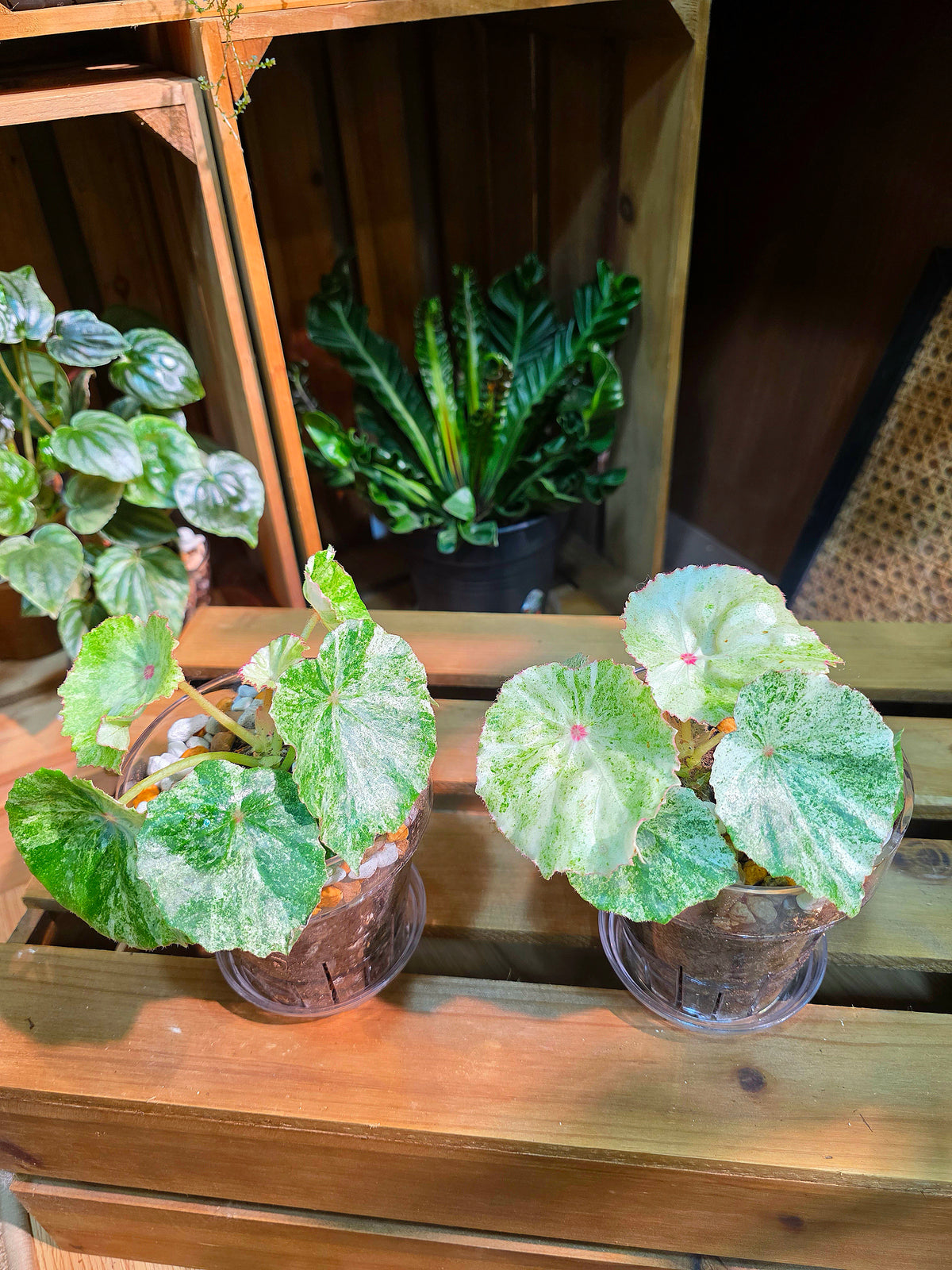 Begonia rouge variegated 胭脂錦秋海棠