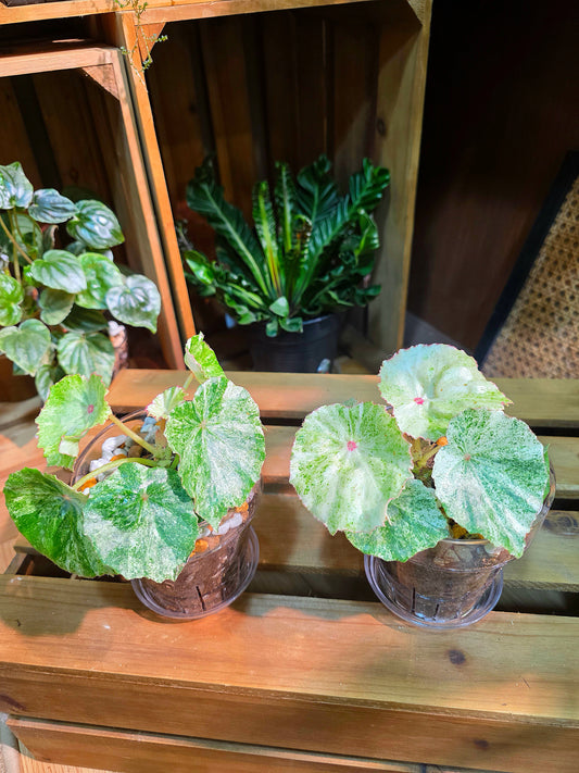 Begonia rouge variegated 胭脂錦秋海棠