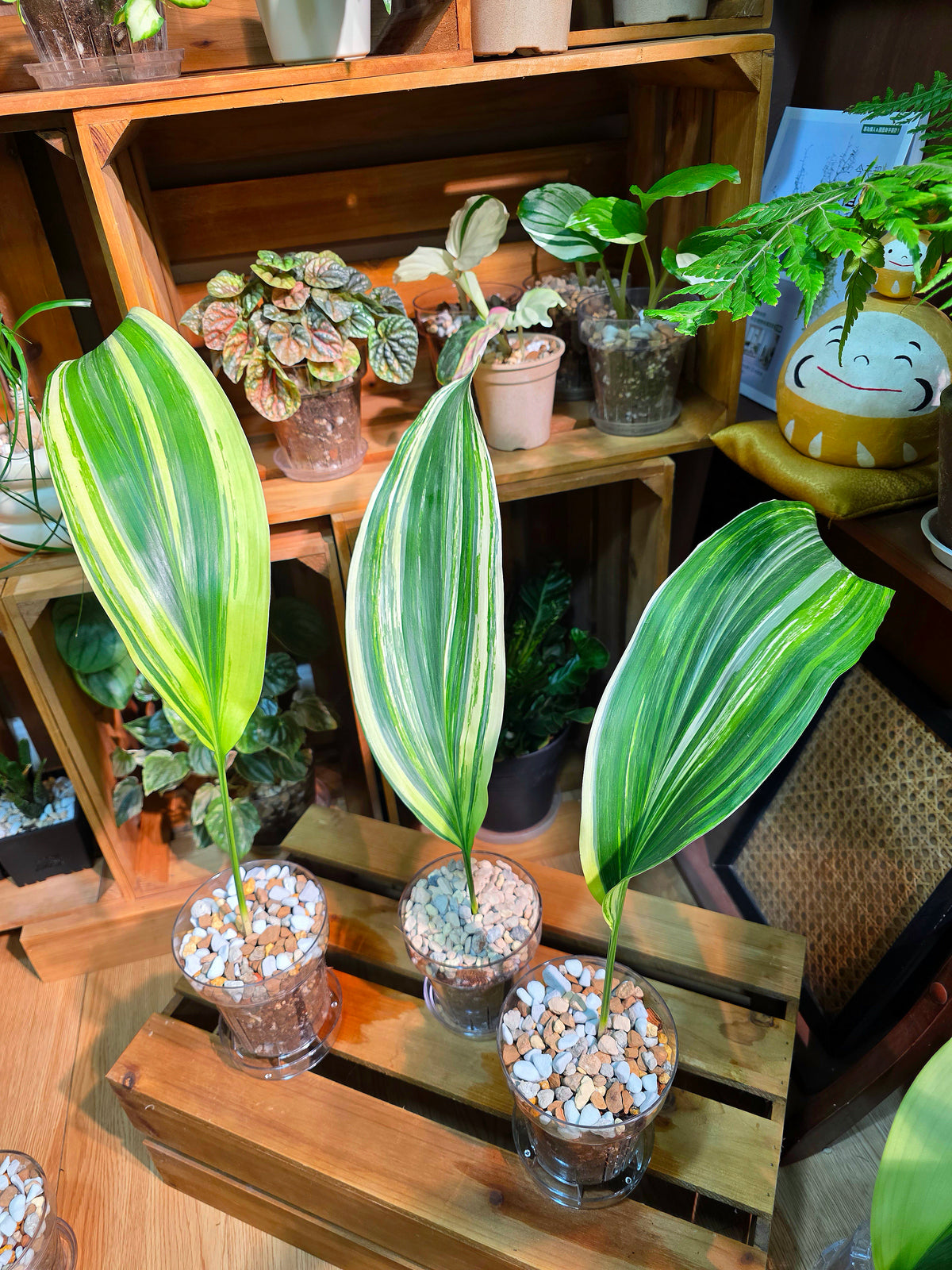 Aspidistra elatior variegated