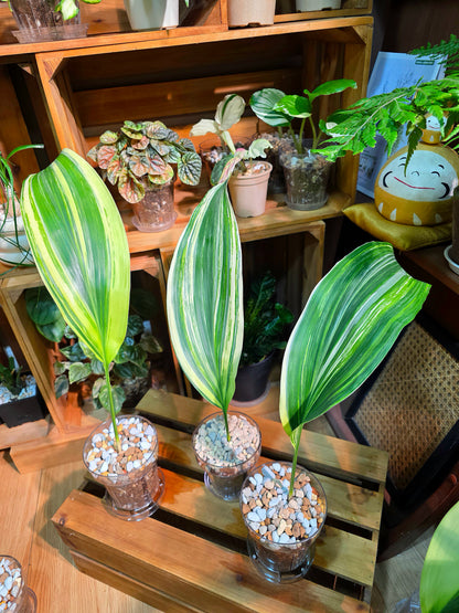 Aspidistra elatior variegated