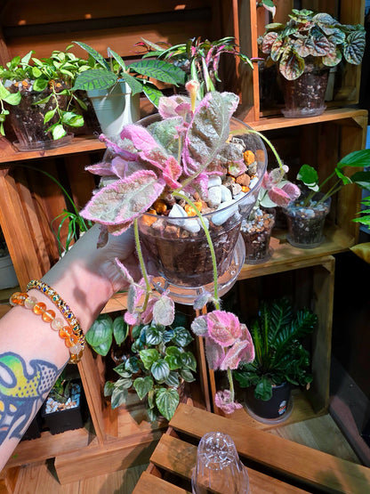 Episcia pink smoke 粉煙喜蔭花