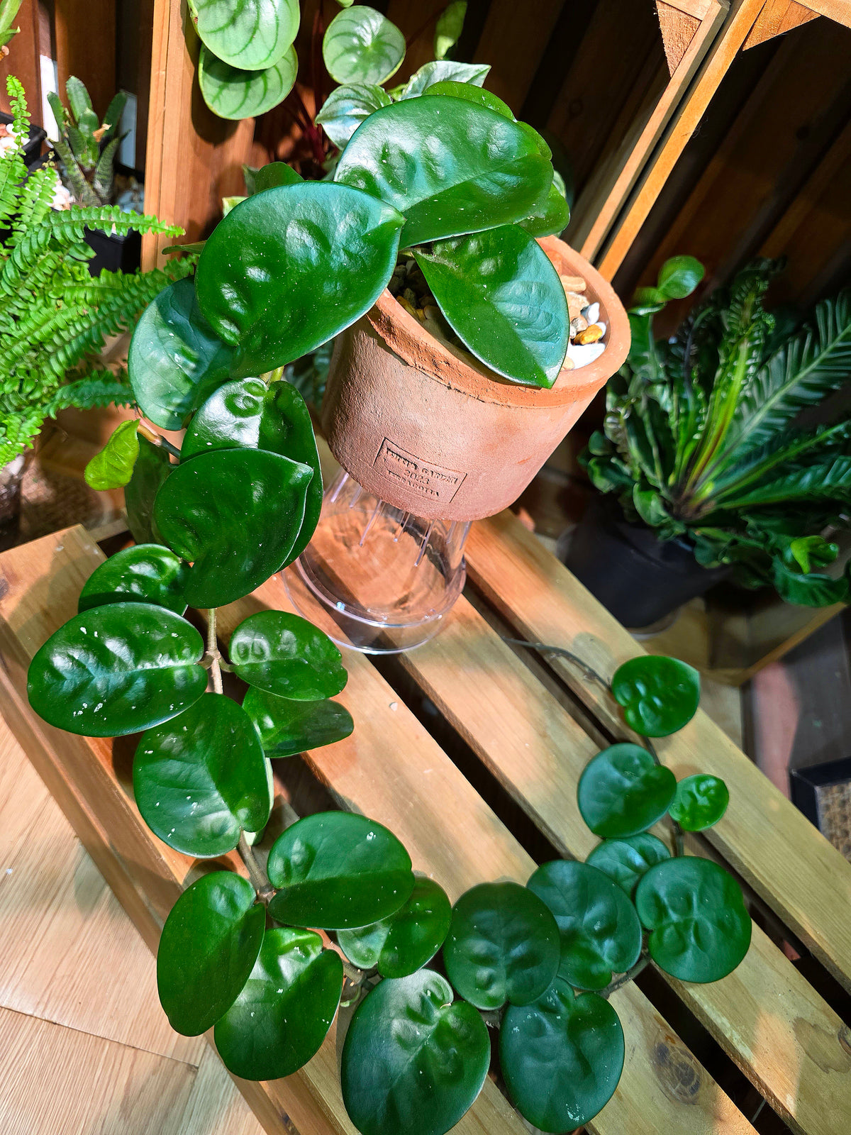 Hoya Carnosa Clinton 克林頓球蘭