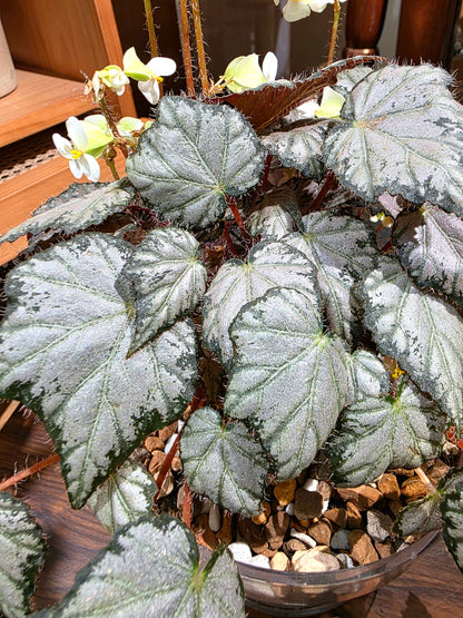 Begonia Olympus 奧林匹斯秋海棠