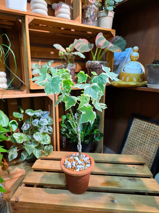 Cnidoscolus aconitifolius var. variegata