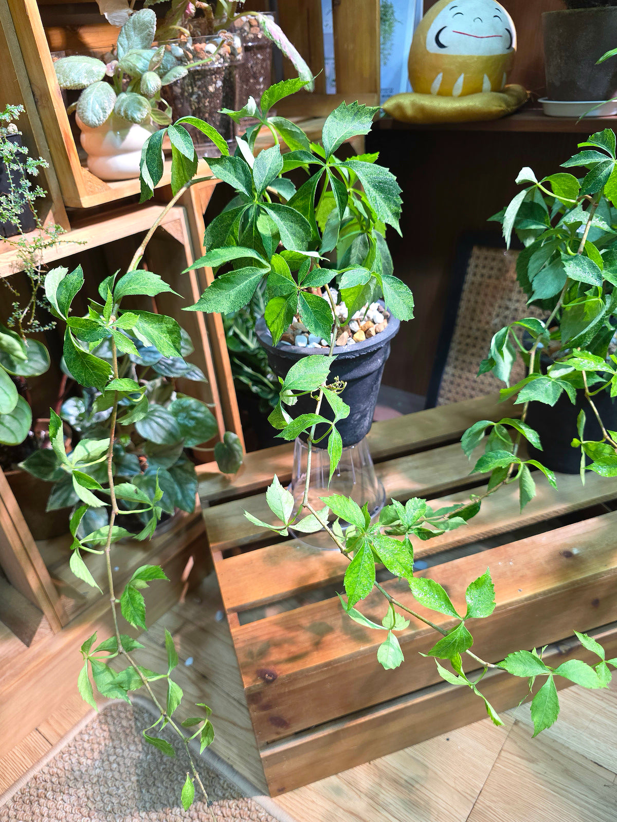 Parthenocissus quinquefolia variegated 五葉地錦星雨
