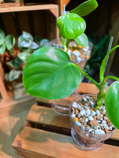 Philodendron pittieri 皮蒂蔓綠絨