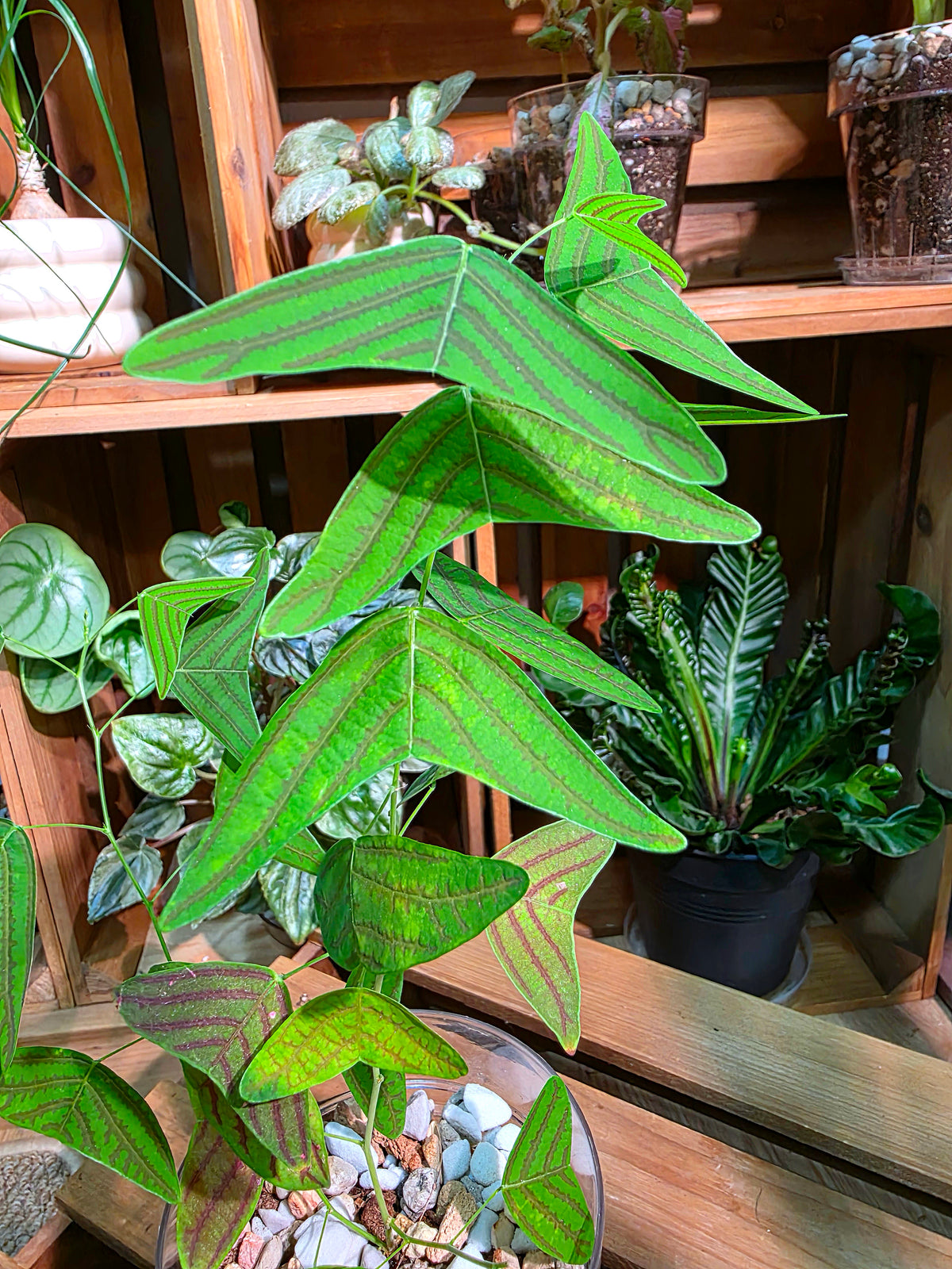Christia vespertilionis butterfly plant