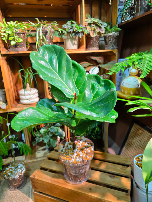 Fiddle-leaf Fig
