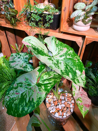 Syngoniun red spots 櫻花雨合果芋