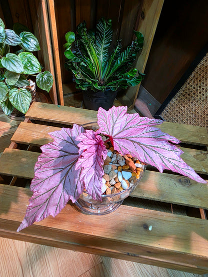 Begonia lamoon 月見櫻秋海棠