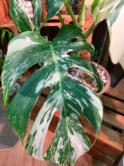 Monstera Albo Variegated