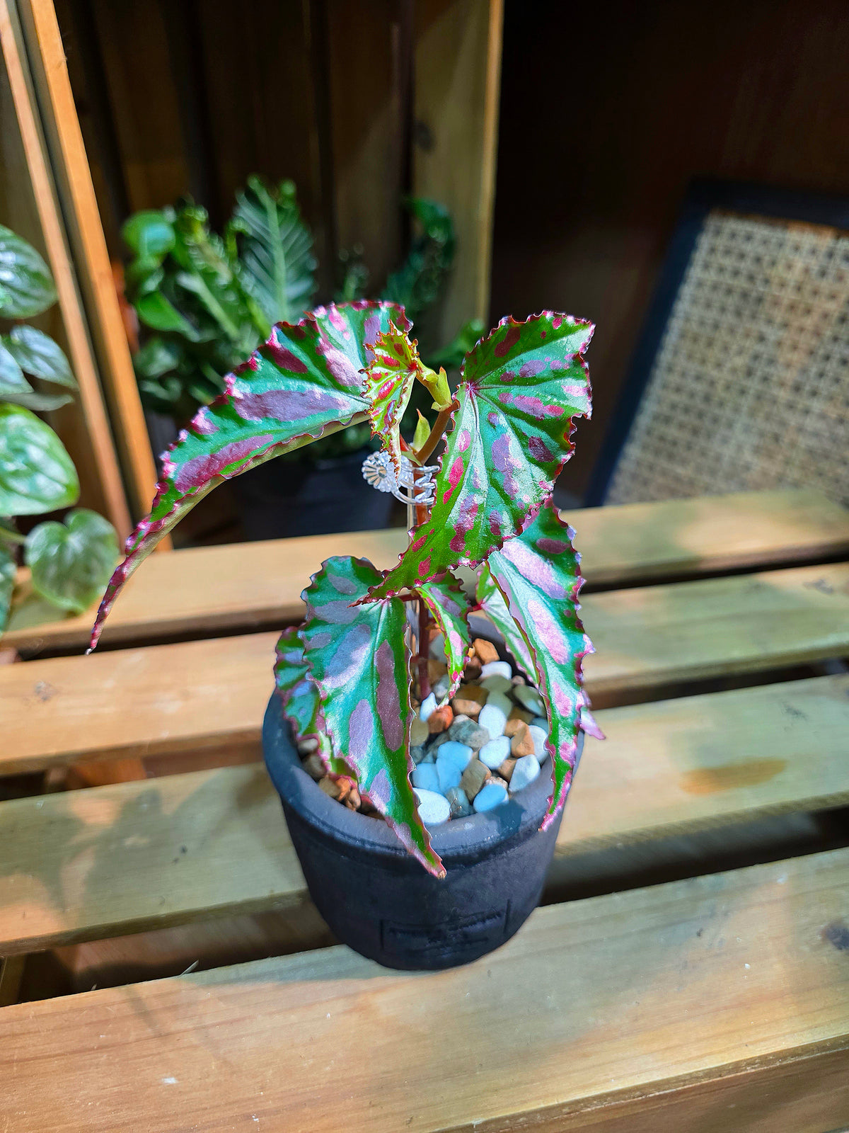 Begonia maculata variegated pink