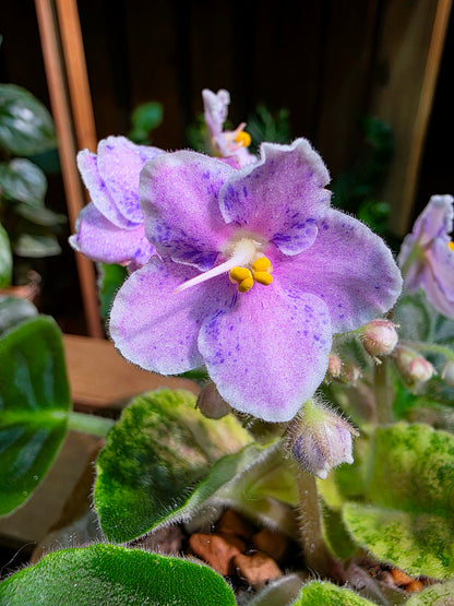 Streptocarpus ionqnthus 非洲紫羅蘭 - Robs Combustible Pigeon