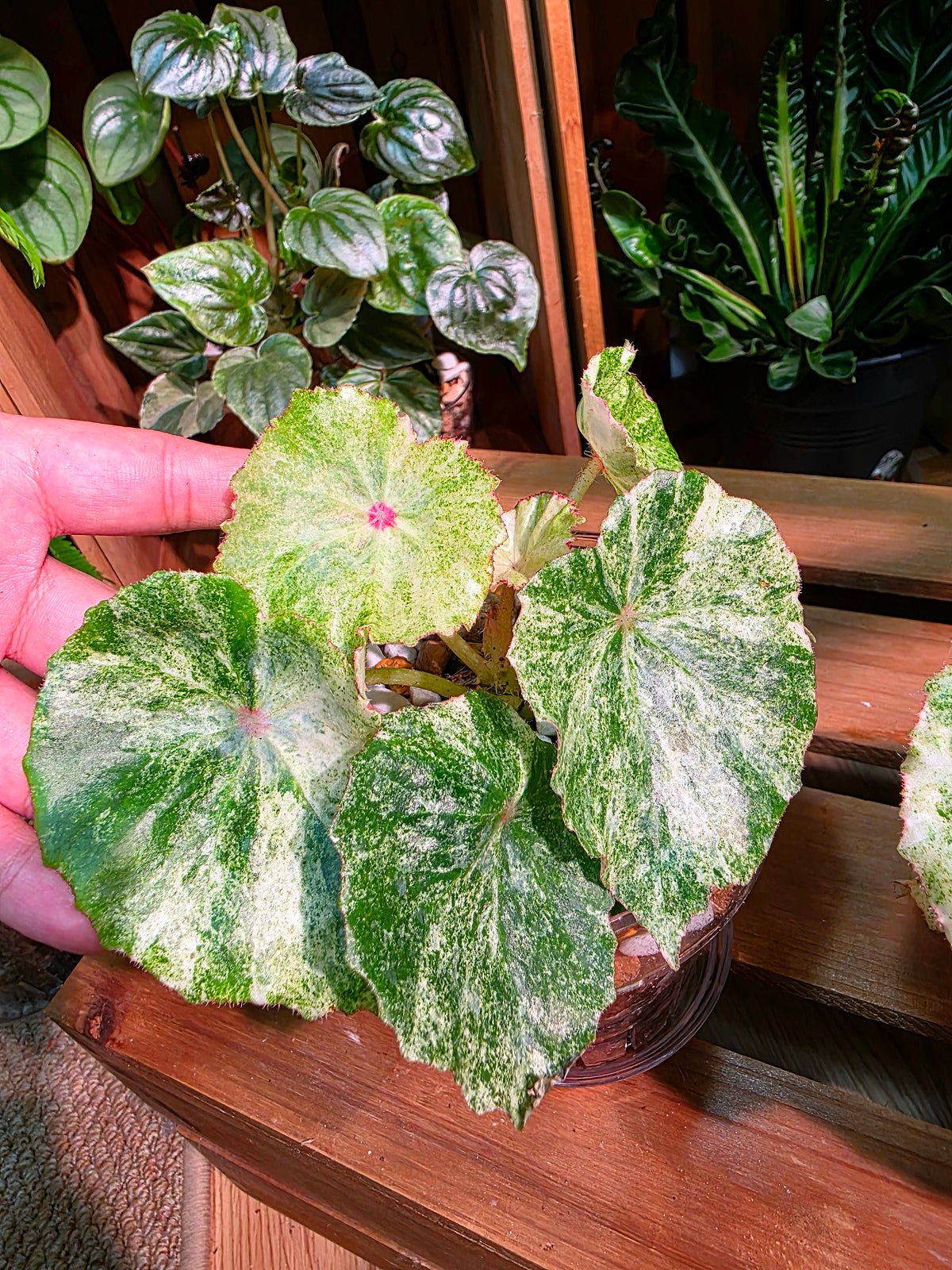 Begonia rouge variegated 胭脂錦秋海棠
