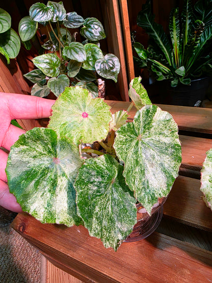 Begonia rouge variegated 胭脂錦秋海棠