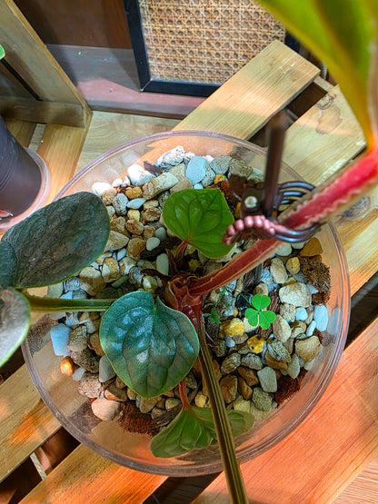 Anthurium luxurians platinum