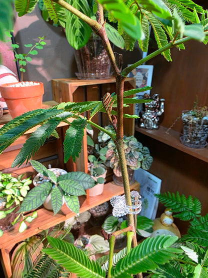 Cojoba arborea (small bean tree)